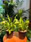 Asplenium Nidus Crispy Wave Fern in Black Plastic Pot