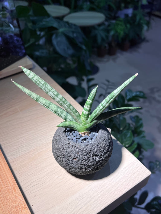 Starfish Snake Plant in Black Textured Pot