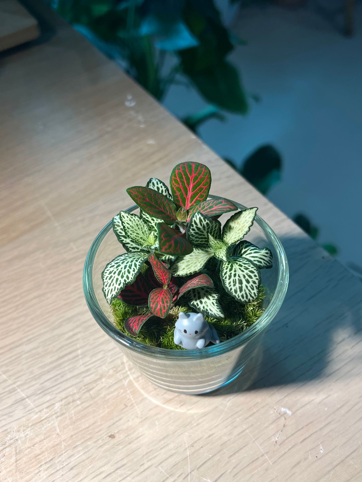 Indoor Plant Arrangement in Glass Pot