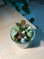 Indoor Plant Arrangement in Glass Pot