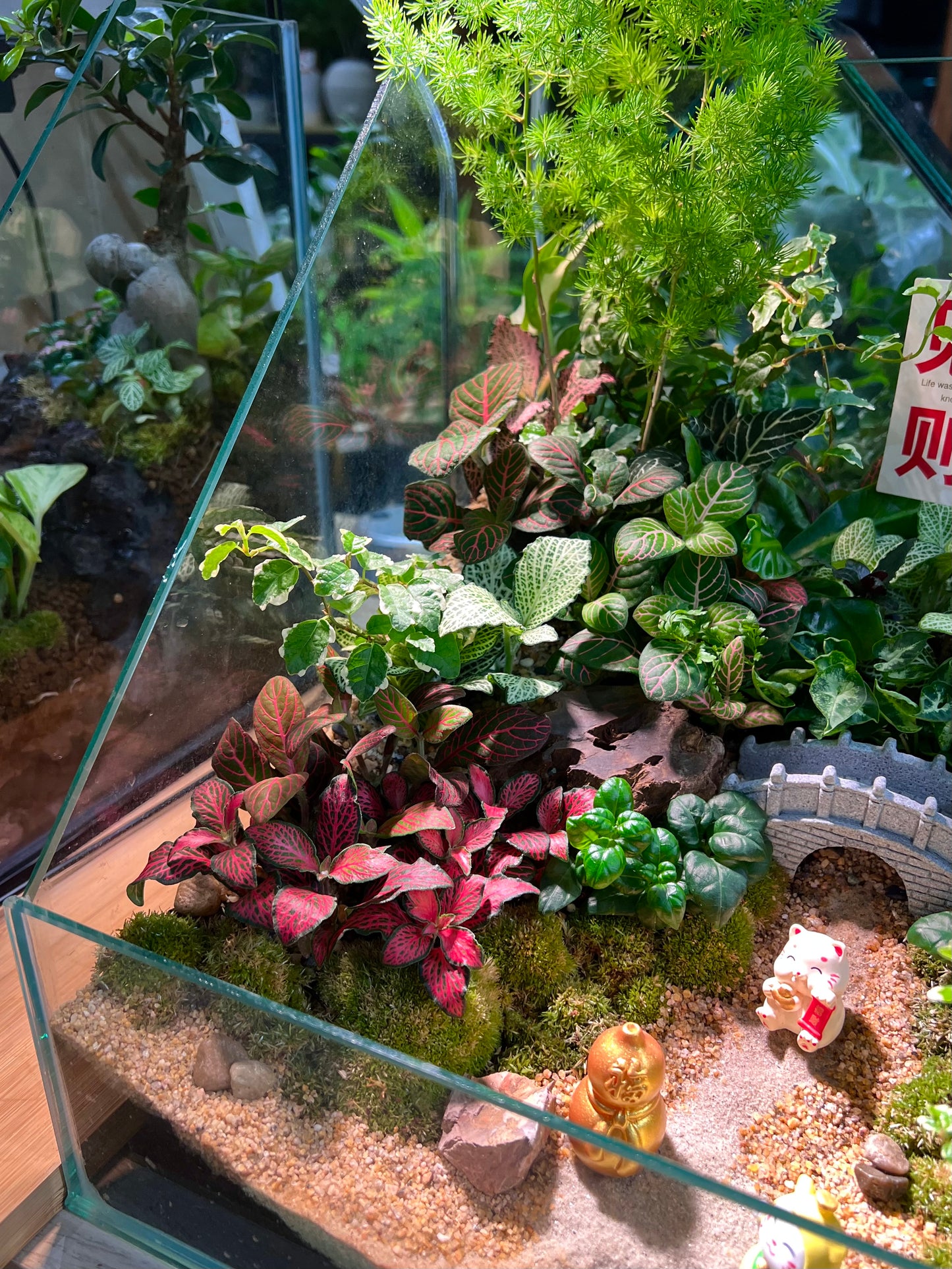 Indoor Plant Arrangement in Serene Forestscape Terrarium with 见花则喜 ❤️