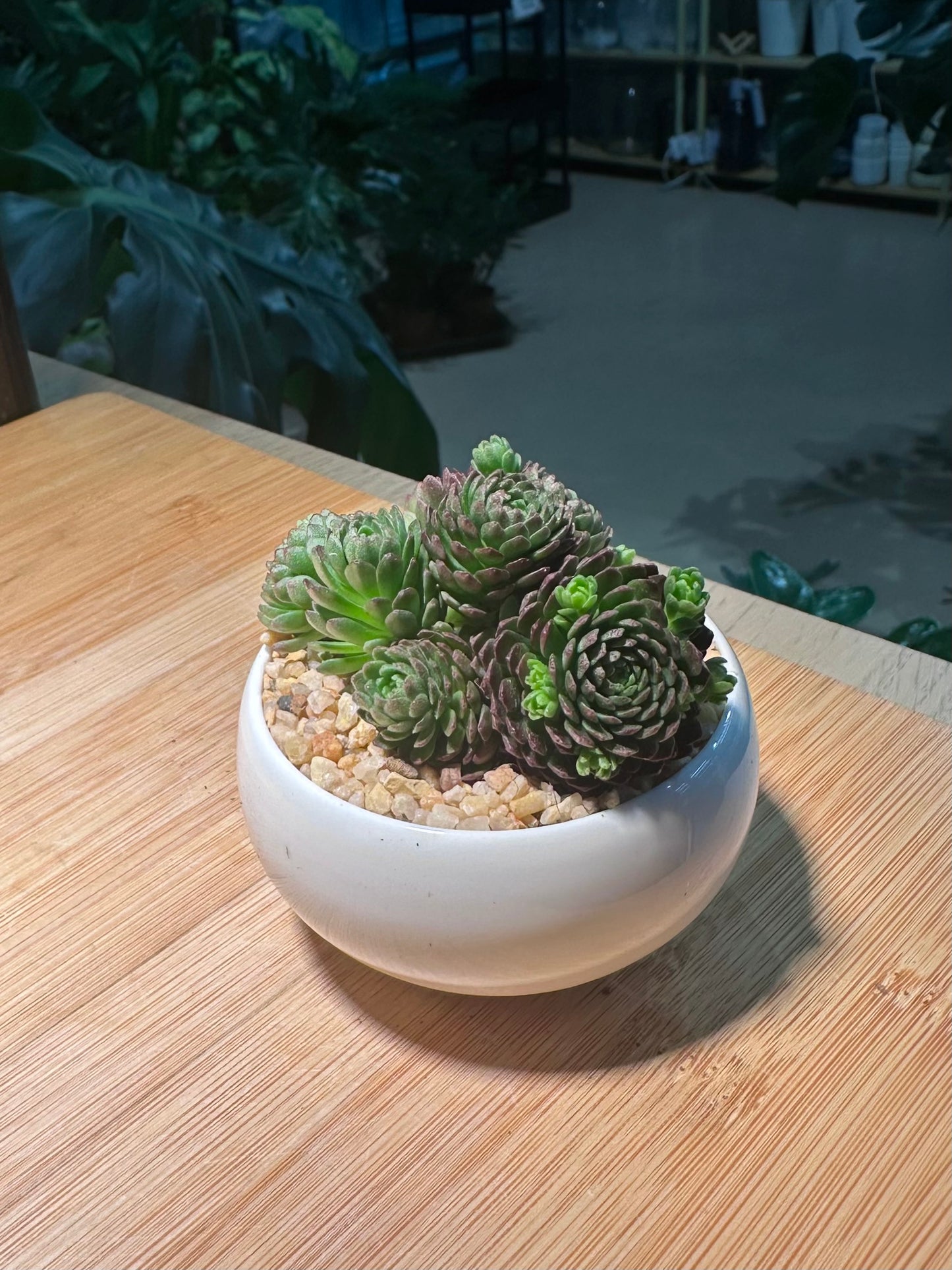 Echeveria Vincent Catto in Small Round Ceramic Pot