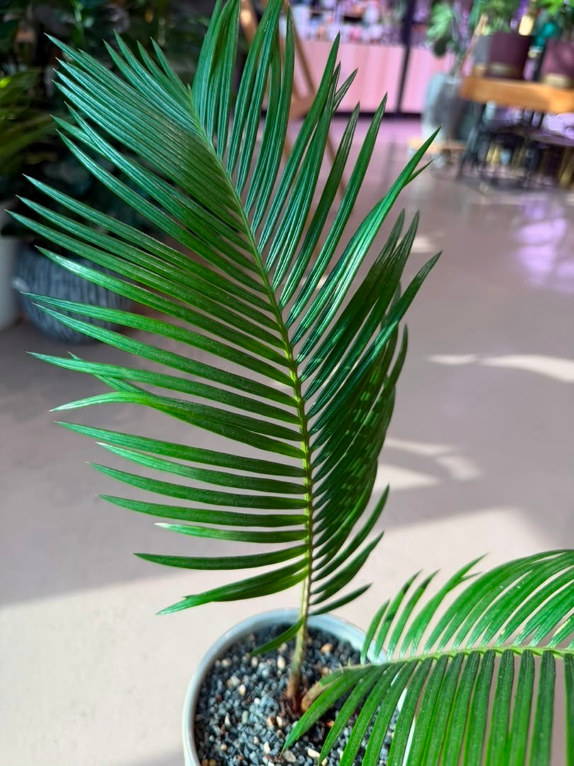 Sago Palm (铁树) in Pattern Designed Ceramic Pot