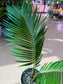 Sago Palm (铁树) in Pattern Designed Ceramic Pot