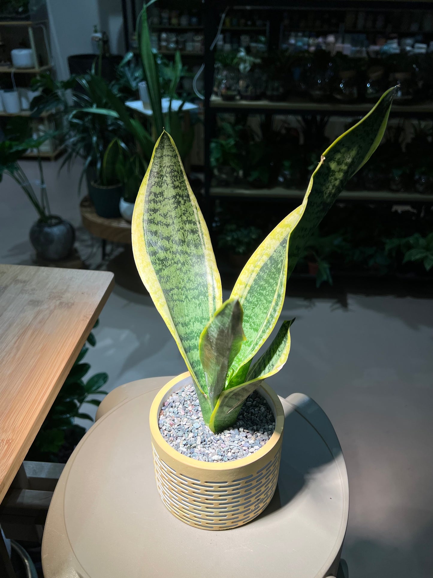 Senseveria in Yellowish Designed Ceramic Pot