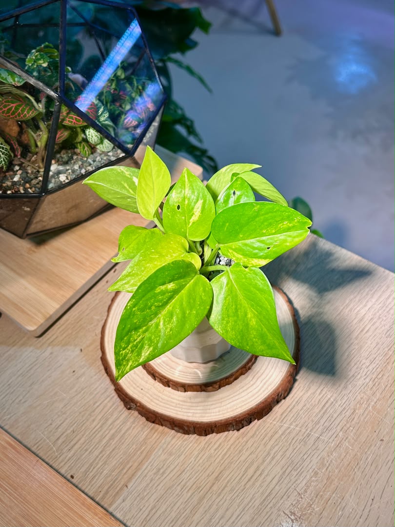 Golden Pothos (黄金葛) Epipremnum Aureum in Geometric Ceramic Pot