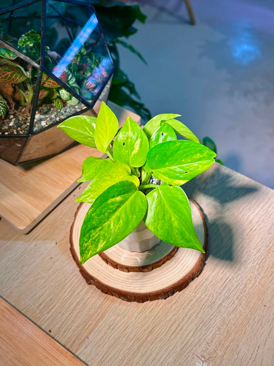 Golden Pothos (黄金葛) Epipremnum Aureum in Geometric Ceramic Pot