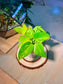 Golden Pothos (黄金葛) Epipremnum Aureum in Geometric Ceramic Pot