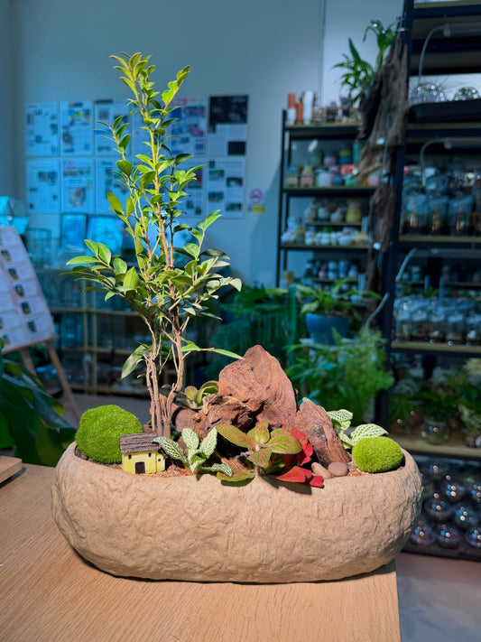 Indoor Plant Arrangement Diospyros Buxifolia & Fittonia Bonsai (ι»ζ¨εΆζΏ & η½ηΊΉθ) in Faux Stone Pot