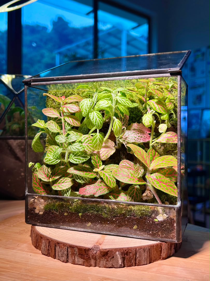 Moss Wall Arrangement in Black Rectangular Glass with Top Hung Lid