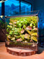Moss Wall Arrangement in Black Rectangular Glass with Top Hung Lid