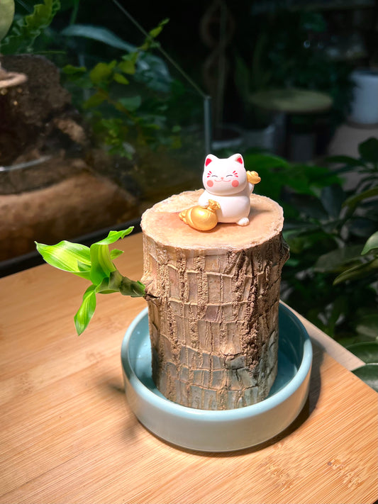 Brazil Wood with Fortune Cat Figurine