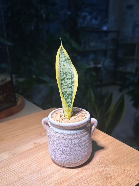 Senseveria (Snake Plant) in Purple Greyish Textured Ceramic Pot