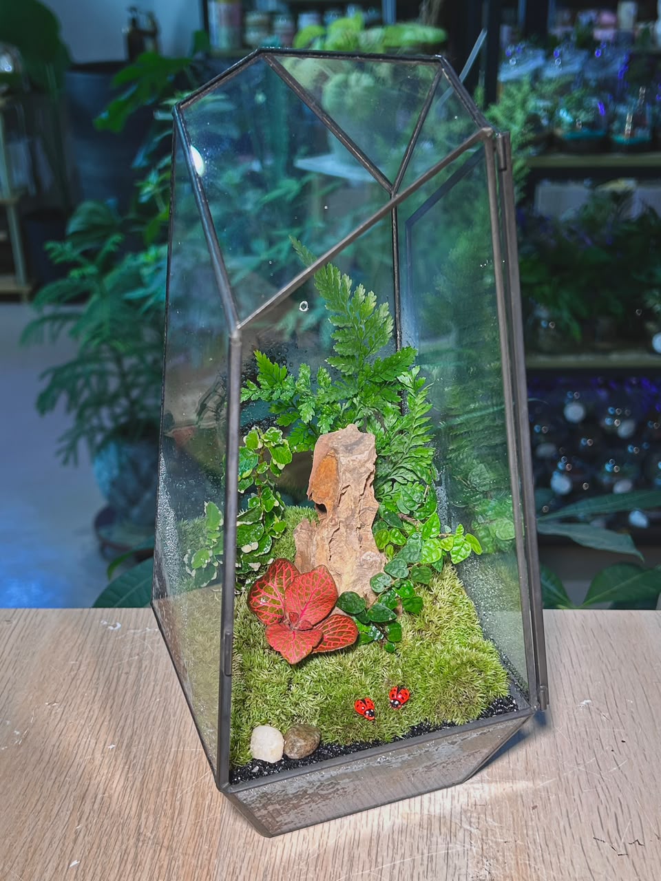 Indoor Plant Arrangement Pumila & Fittonia & Fern (薜荔 & 网纹草 & 蕨类) in Black Frame Polygonal Slim Glass with Lid