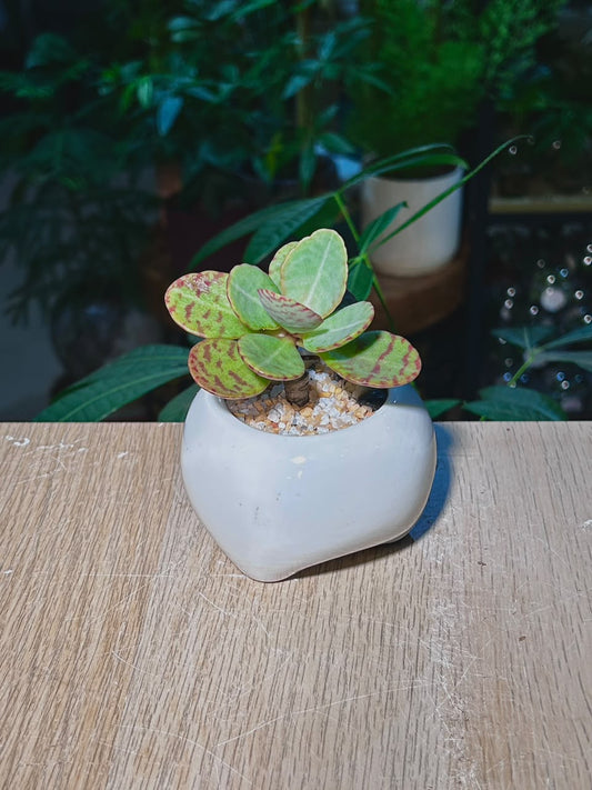 Kalanchoe Humilis (虎斑伽蓝菜) Succulent in White Glazed Ceramic Pot