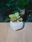 Kalanchoe Humilis (虎斑伽蓝菜) Succulent in White Glazed Ceramic Pot