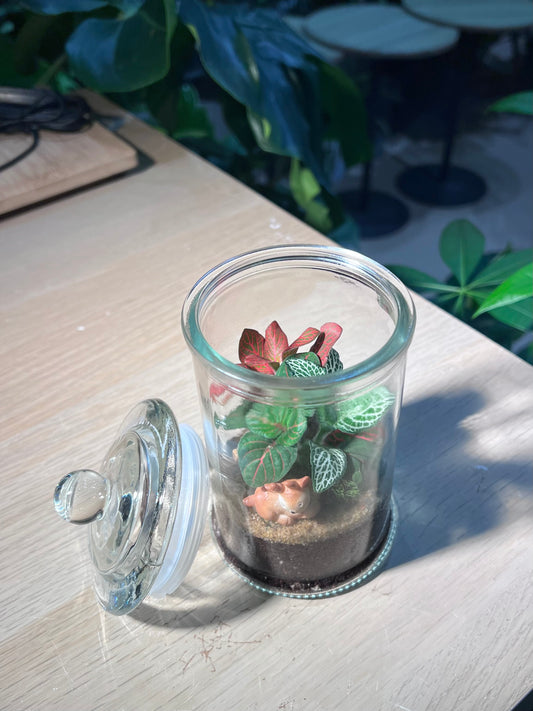 Indoor Plant Terrarium in Glass Jar (M)