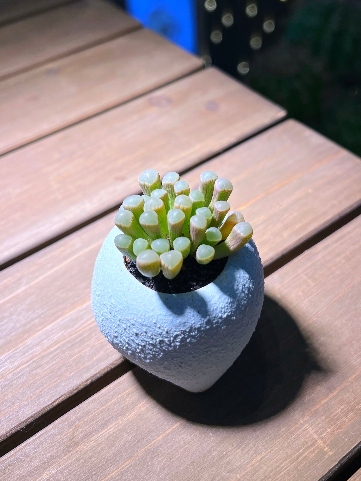 Lithops in Light Blue Round Triangular Base Pot