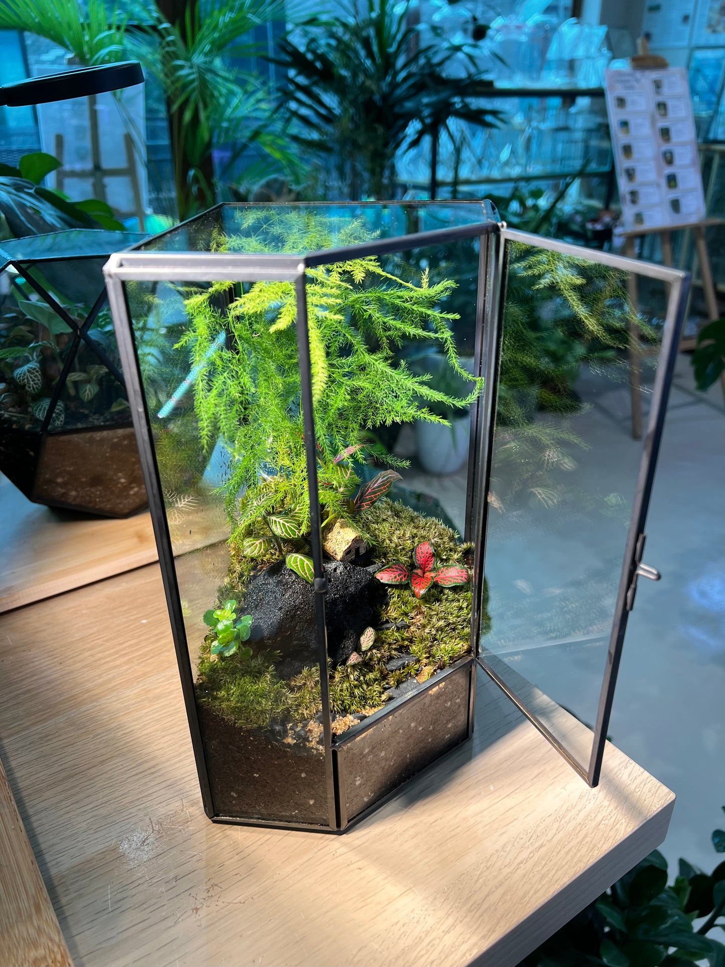 Fittonia, Asparagus Fern with Moss Arrangement in Pentagonal Tall Glass with Lid Terrarium