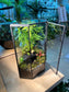 Fittonia, Asparagus Fern with Moss Arrangement in Pentagonal Tall Glass with Lid Terrarium