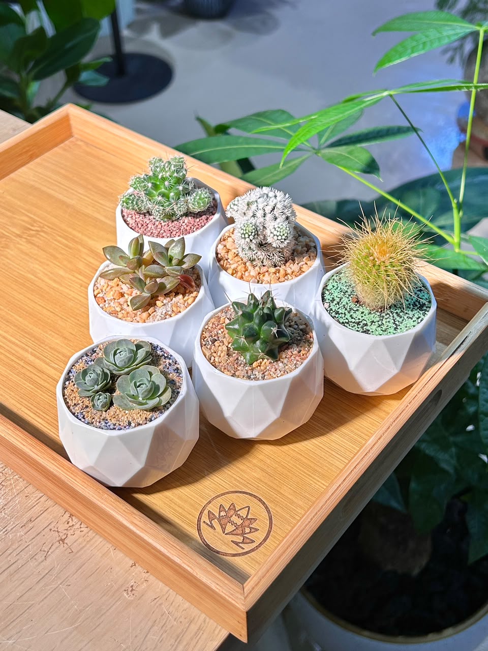 Door Gift - Mini Succulent & Cactus (多肉植物与仙人掌) in Geometric Polymer Pot (10pcs/set)