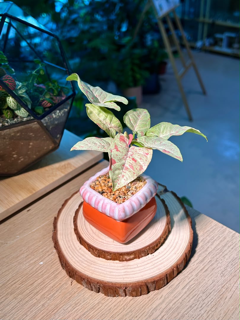 Pink Splash Arrowhead Plant (合果芋) Syngonium Podophyllum in Glazed Ceramic Pot