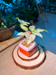Pink Splash Arrowhead Plant (合果芋) Syngonium Podophyllum in Glazed Ceramic Pot