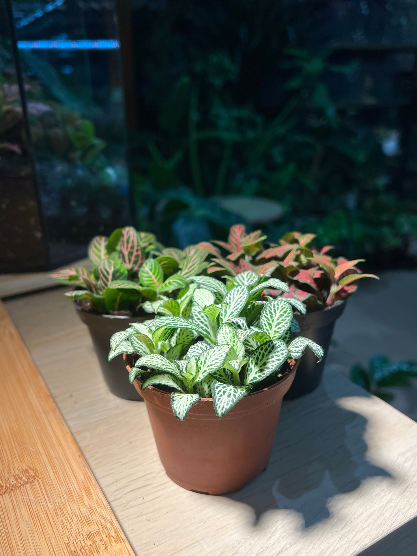 Plastic Pot - Fittonia (3pcs/set)