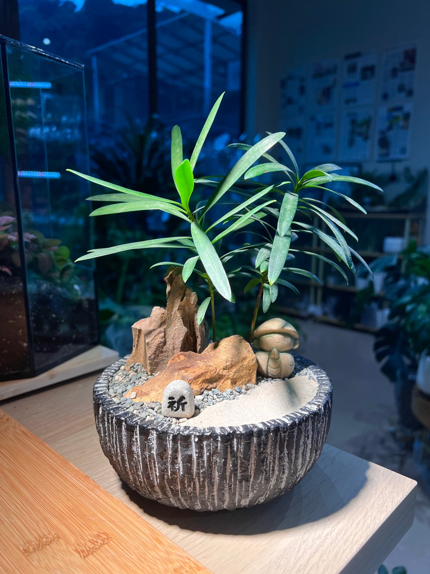Podocarpus (罗汉松) in Matt Textured Ceramic Pot