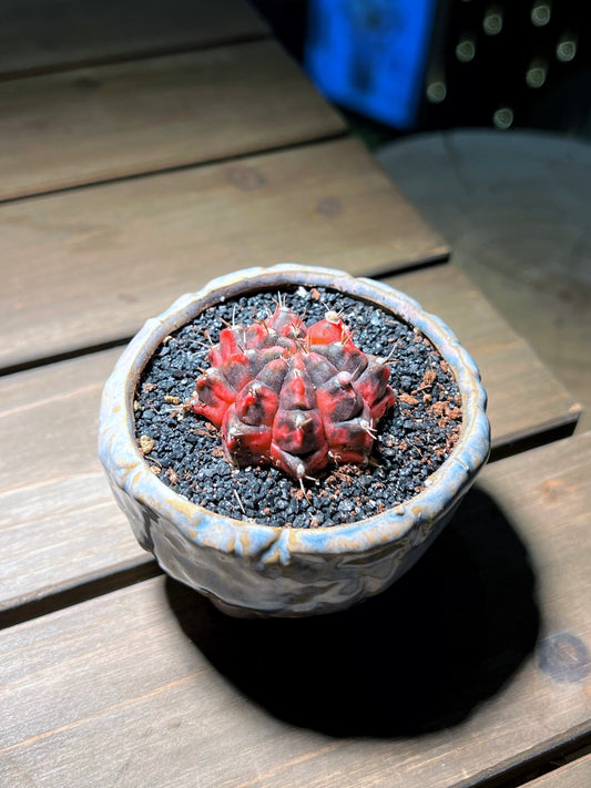 Gymnocalycium in Irregular Matt Textured Designed Claypot