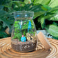 Fern in Glass Jar Terrarium with Cork