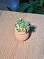 Ghost Plant Variegated (胧月锦多肉) Succulent in Pink Textured Ceramic Pot