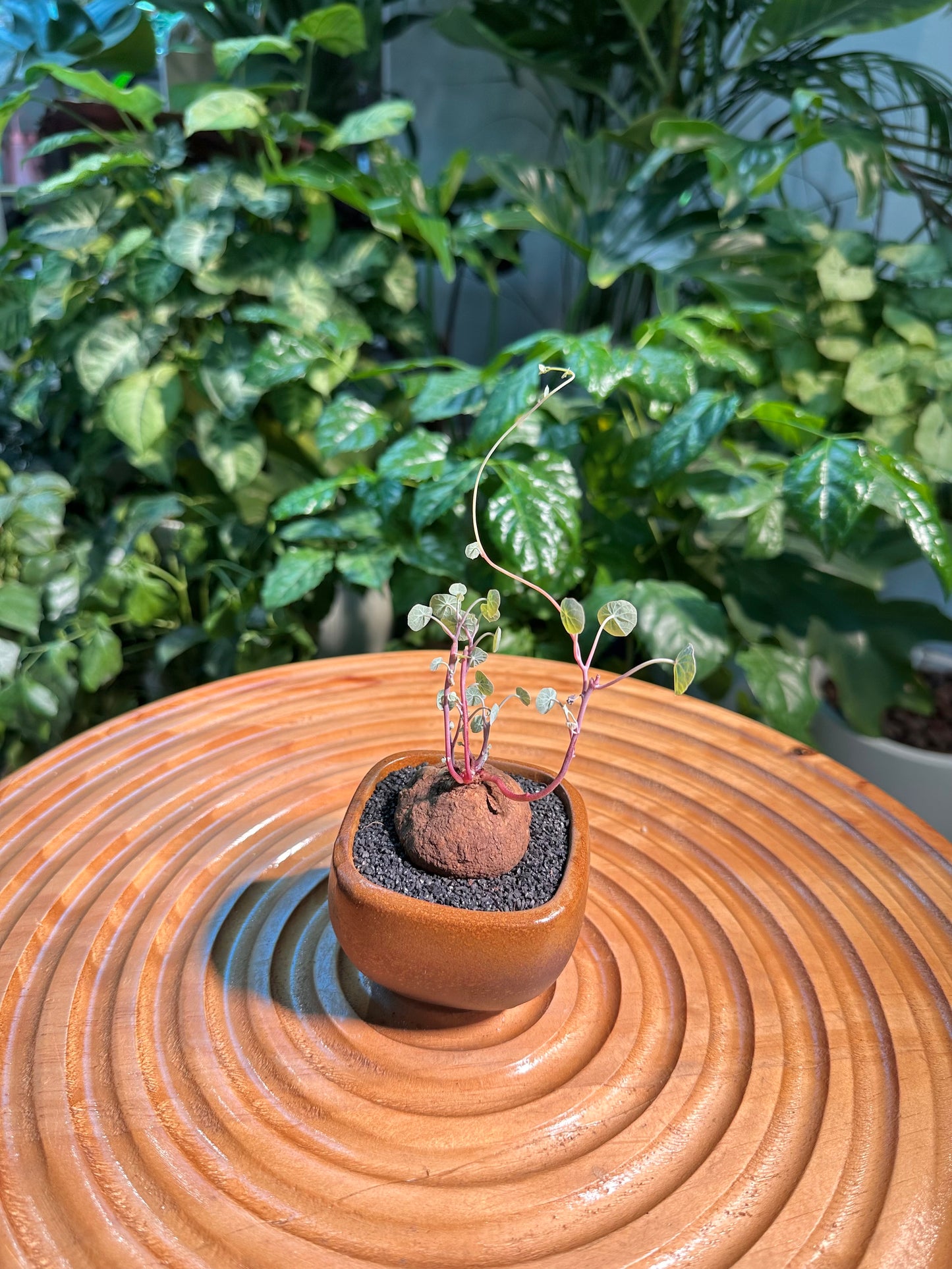 Stephania Erecta Red Stem in Designer Pot