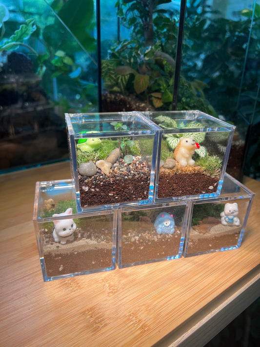 Door Gift - Indoor Plant Terrarium in Arcylic Box (S) (10pcs/set)