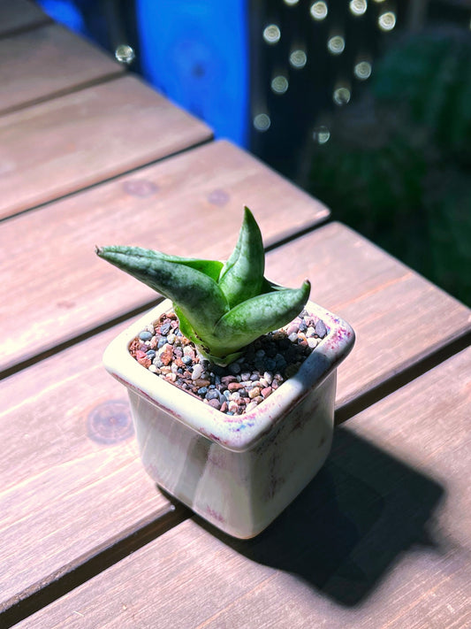 Sansevieria in Lively Color Ceramic Pot