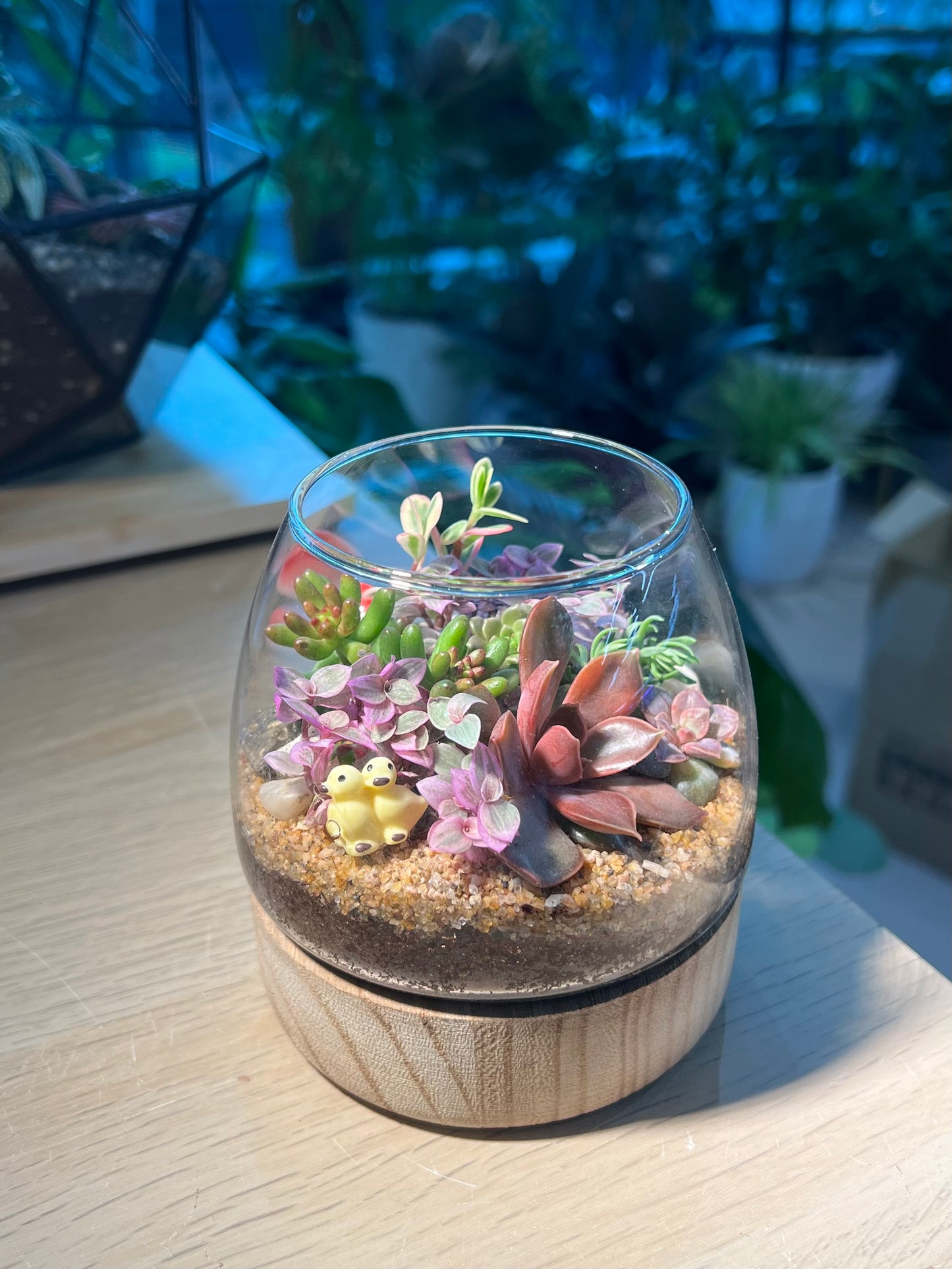 Succulent Arrangement in Muji Glass with Wooden Base Terrarium