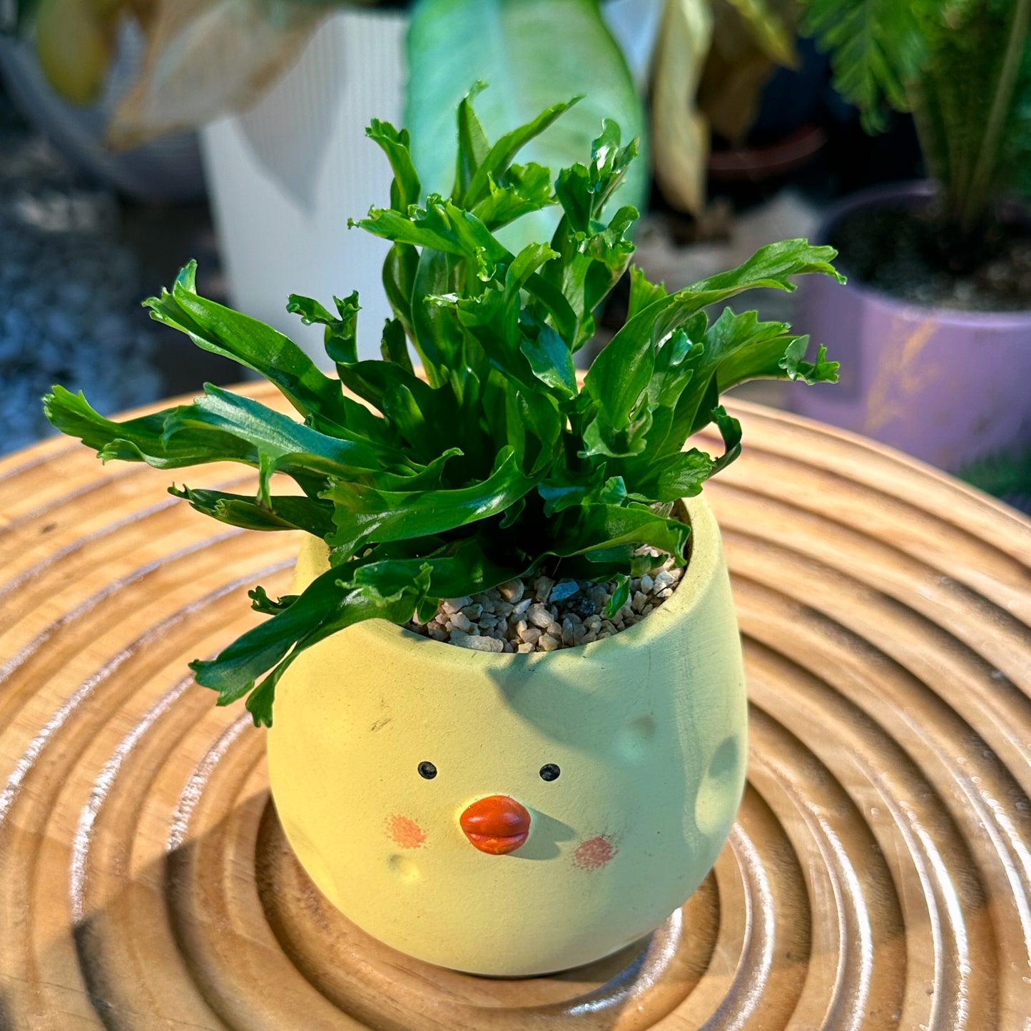 Asplenium Leslie in Chicky Pot