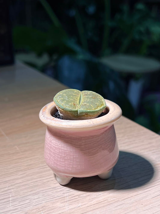 Lithop (生石花) in Pinkish Ceramic Pot