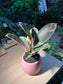 Rubber Plant (Ficus Elastica 橡皮树) in Pinkish Ceramic Pot