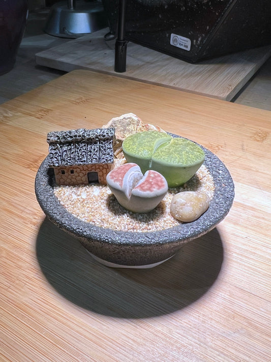 Lithops in Saucer Plate Pot