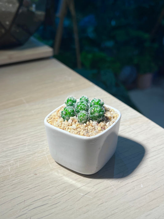 Cactus (Mammillaria Gracilis) in Square Ceramic Pot