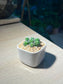 Cactus (Mammillaria Gracilis) in Square Ceramic Pot