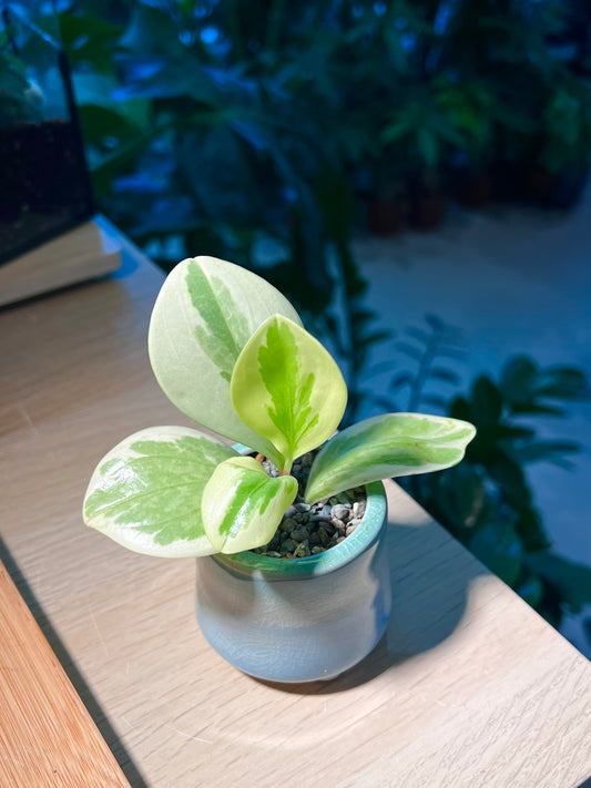 Pothos Njoy in Light Blue Ceramic Pot