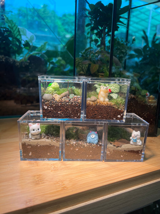 Door Gift - Indoor Plant Terrarium in Arcylic Box (S) (10pcs/set)