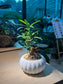 Podocarpus (罗汉松苗) in Pumpkin Ceramic Pot