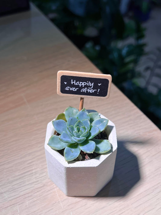 Teacher’s Day Gift - Echeveria Elegans Rose in White Concrete Pot