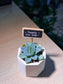 Teacher’s Day Gift - Echeveria Elegans Rose in White Concrete Pot