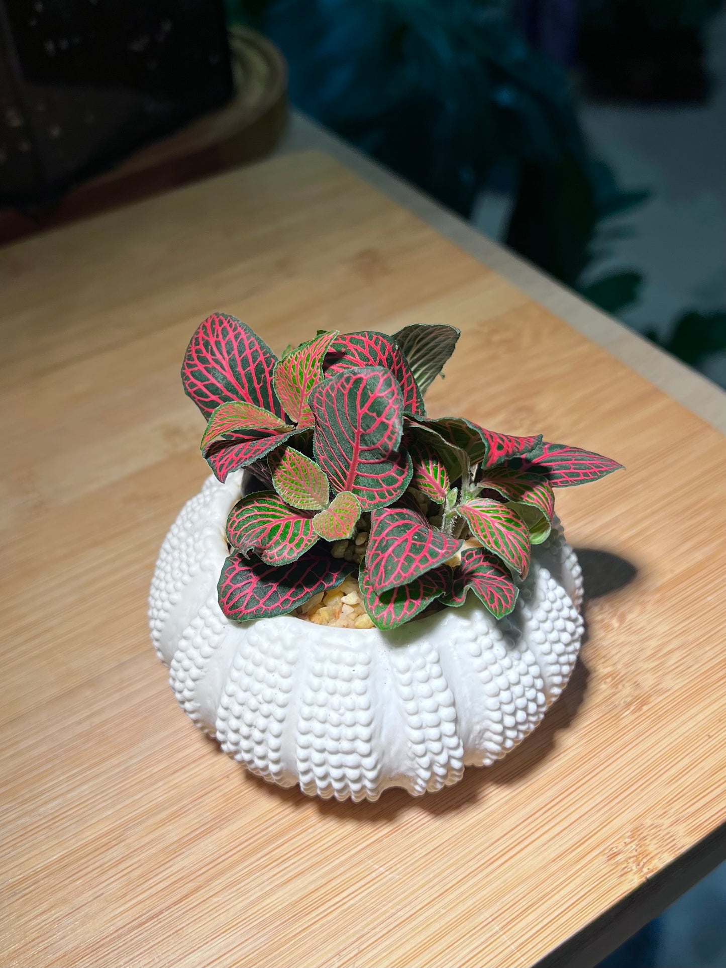 Fittonia in Sea Shell Pattern Pot