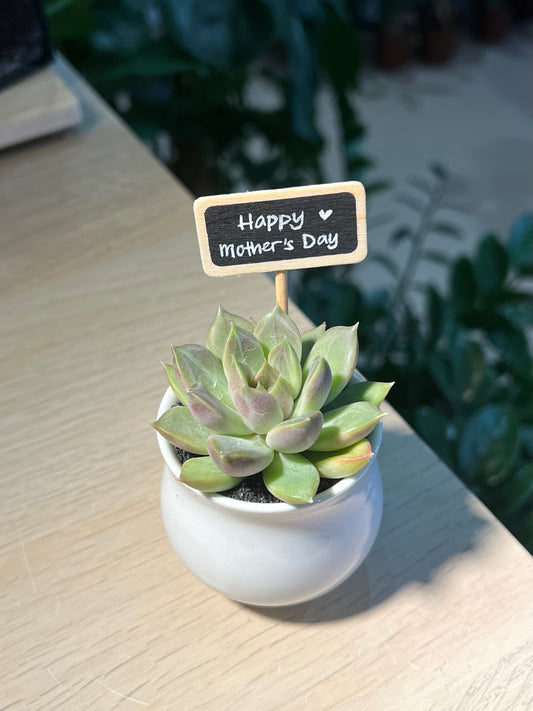 Mother’s Day Gift - Echeveria in Belly Pot with Blackboard