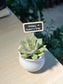 Mother’s Day Gift - Echeveria in Belly Pot with Blackboard